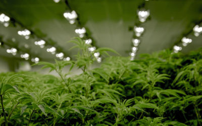 Clear Regulatory Framework for Hemp and Hemp-derived CBD Products Urged in Bill H.R. 841