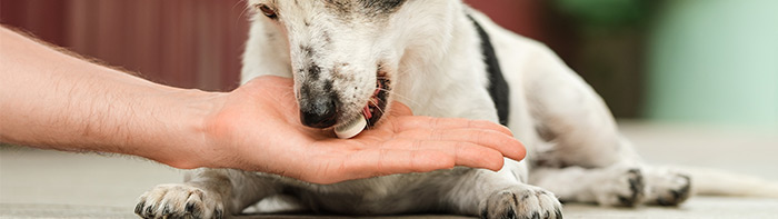 Featured-Image-Half-Pet-Supplements-Unleashed-(Ragland) Pet Supplements Unleashed: Navigating the Regulatory Maze