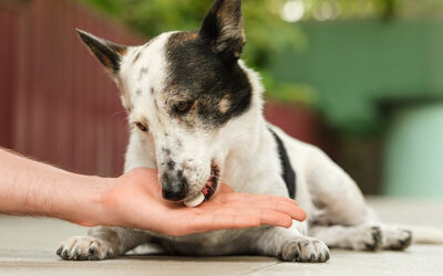 Pet Supplements Unleashed: Navigating the Regulatory Maze