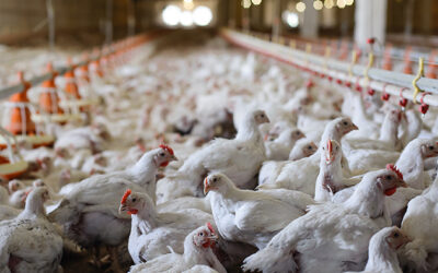 Salmonella Framework for Raw Poultry Products