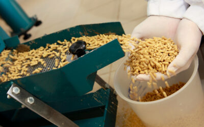 Animal Food GRAS: Unpacking the Essentials